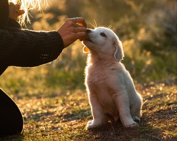 Franzi from @hummel_die_feuerwehr feeding their white puppy during sunset, capturing a serene moment of vanlife with their pet in a natural, outdoor setting.