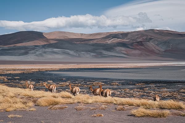 Group of wild guanacos grazing in the high-altitude desert plains of the Andes, with colorful rolling hills and mountains in the background under a clear blue sky.