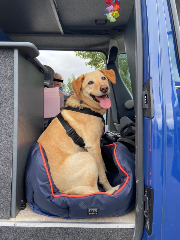 Happy golden retriever sitting in a padded dog bed in the back of a blue van, with a young child in a car seat visible in the background, both ready for a road trip.