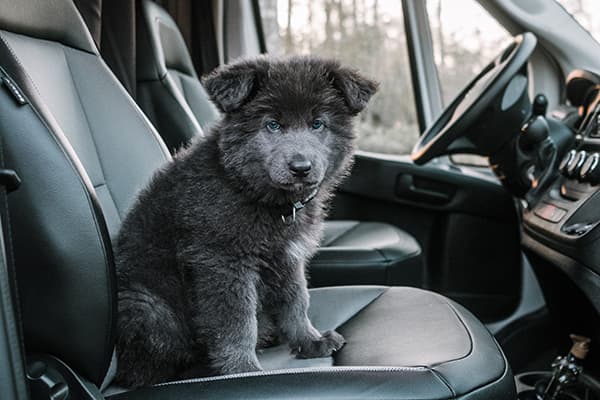 Our puppy, Harbor - @harborhowls 09/2022 Harbor (@harborhowls) as a fluffy black puppy with pointed ears and bright blue eyes, sitting on the passenger seat of a campervan. The interior features black leather seats and a modern dashboard, with a serene forest visible through the windows in the background.