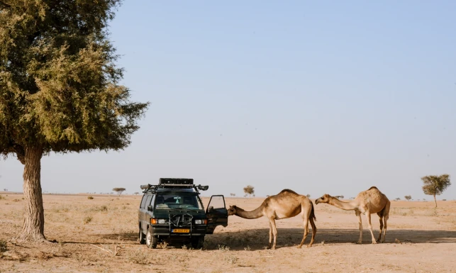 A rugged off-road vehicle parked under a large tree in a desert landscape, with two curious camels approaching and inspecting the vehicle. The clear sky forms a tranquil backdrop.